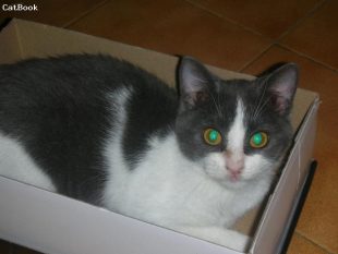 Ed ecco a voi la gatta più Furba!!