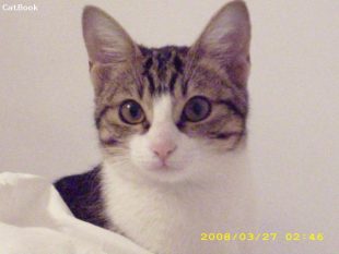 Mimi gattina speciale