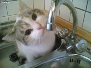 Gattina