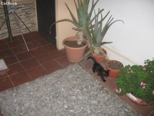 Il mio Romeo