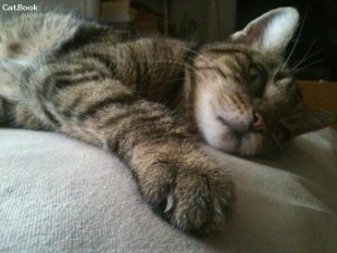 Mitzi