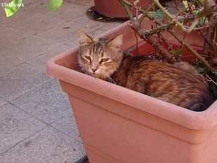 Un piccolo terremoto