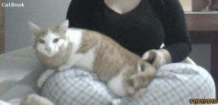 miao