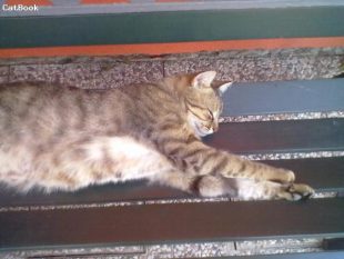Micio