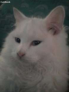 Pieure il gatto freddoloso