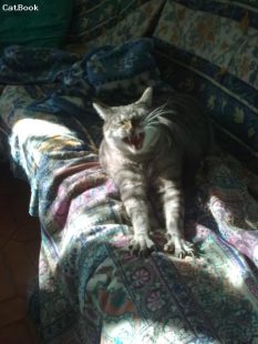 il mio gattone