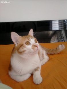 Romeo