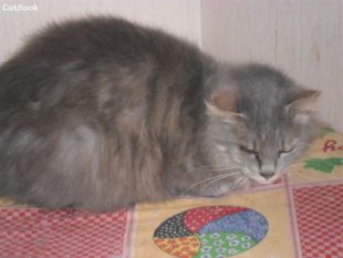 Gigia