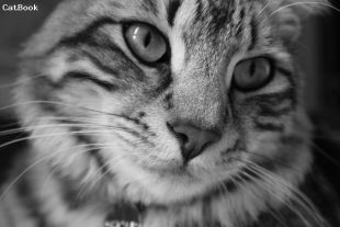 Oscar