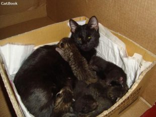 Котята и Кошка