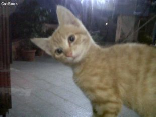 miao