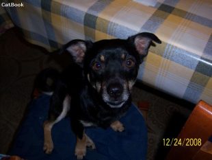 Cici,un tenero cagnolino