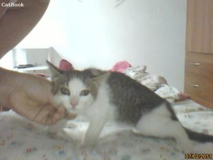 jamila