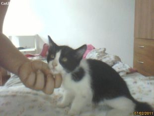 micio