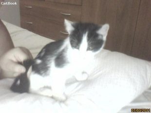 micia